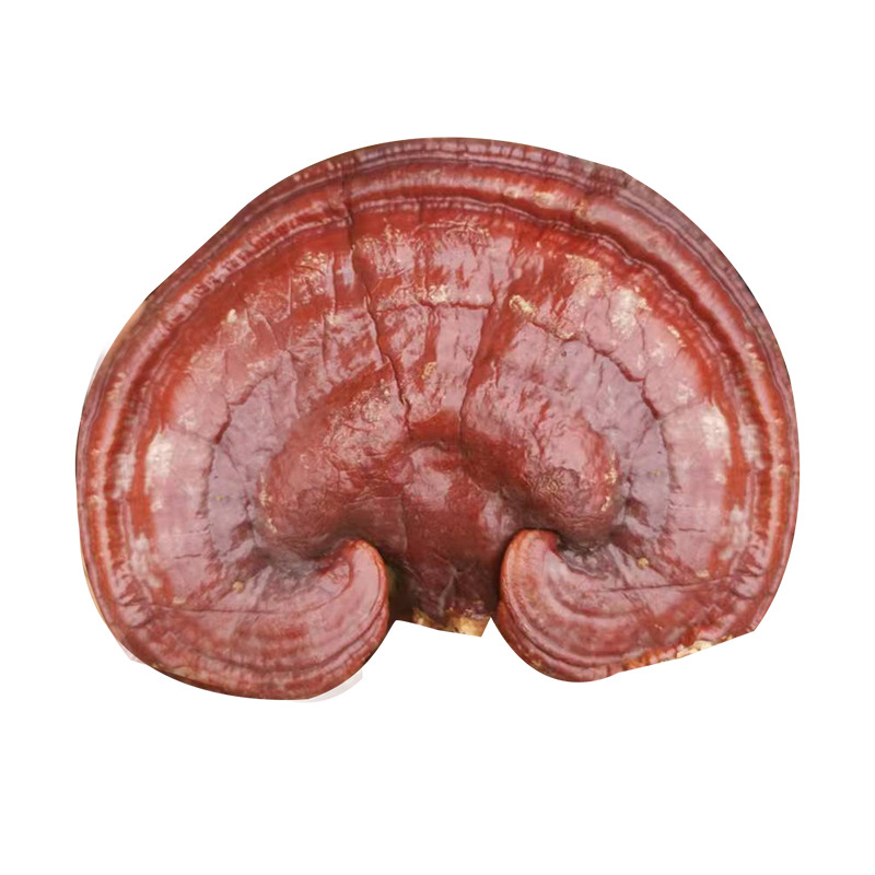 Superfine Purple Ganoderma Whole Bitter Red Ganoderma Extra Fine Powder Ganoderma lucidum Diced Ganoderma lucidum Pieces Gift Box Boiling Water Soup Natural