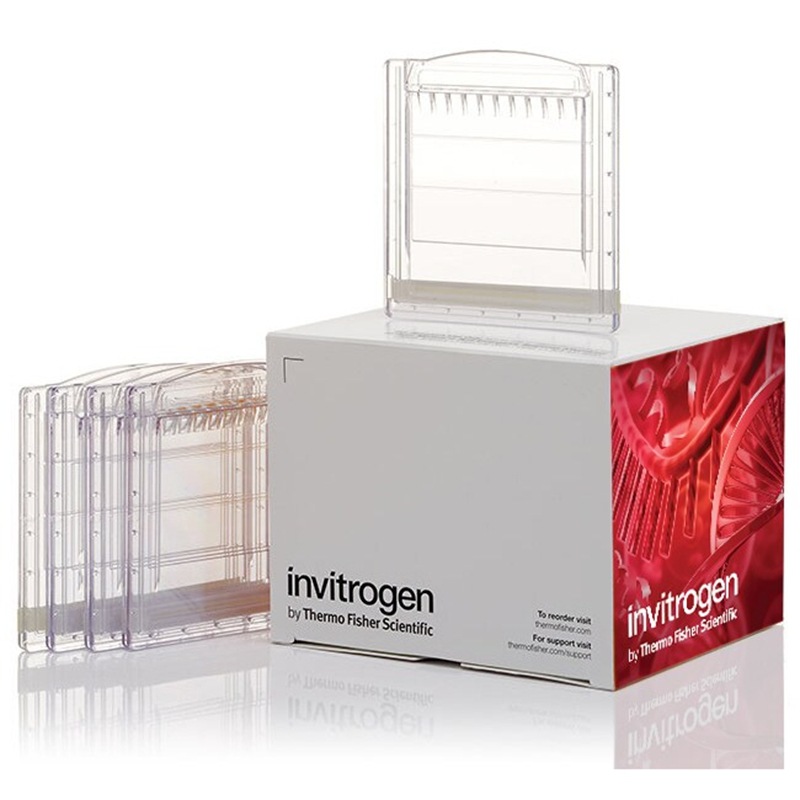 XP04200BOX Symantec Tris-Glycine 1.0mm Миниатюрный белковый гель 10-луночный Invitrogen