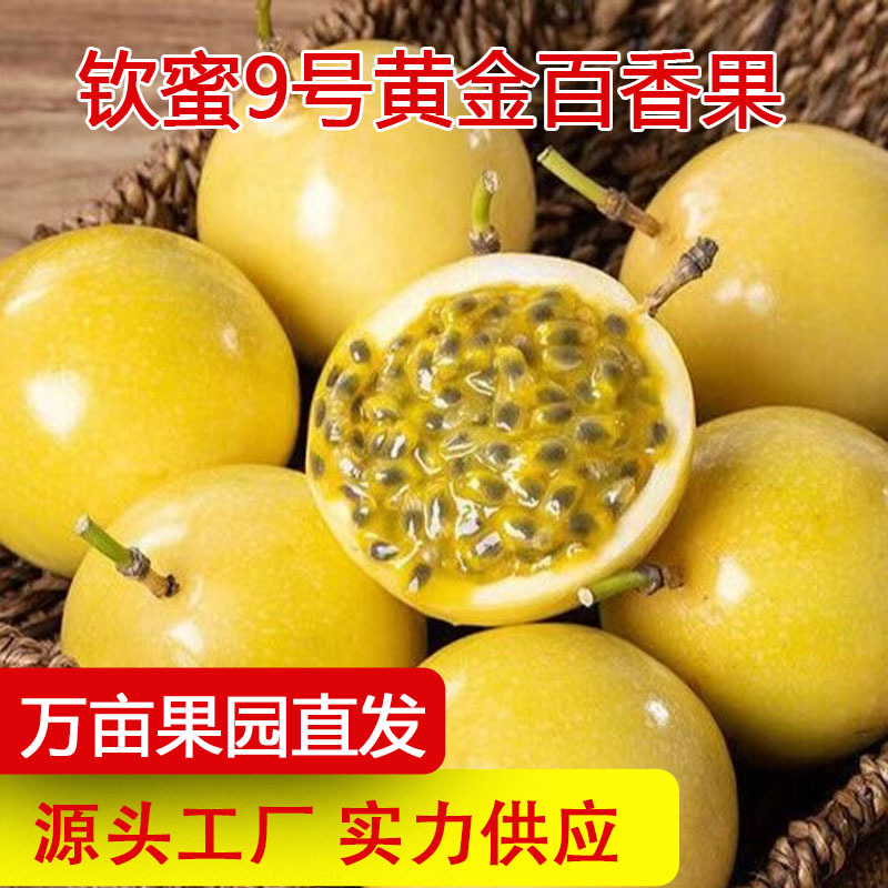 Золотая маракуйя Циньми 9, свежий фрукт, тропический фрукт, фабрика источника маракуйи в наличии, оптовая продажа