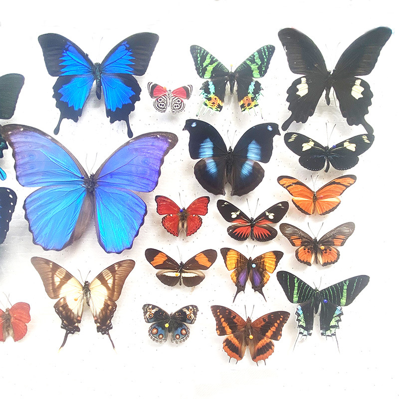 Настоящий Бабочка Экспонат Крыло Распущенные Разные Оригинальные Бабочки Смешанные Бабочки Зеленый Пояс Цуйфэн Бабочка Элегантная Серая Бабочка Насекомое Жук Детский Сад Обучение