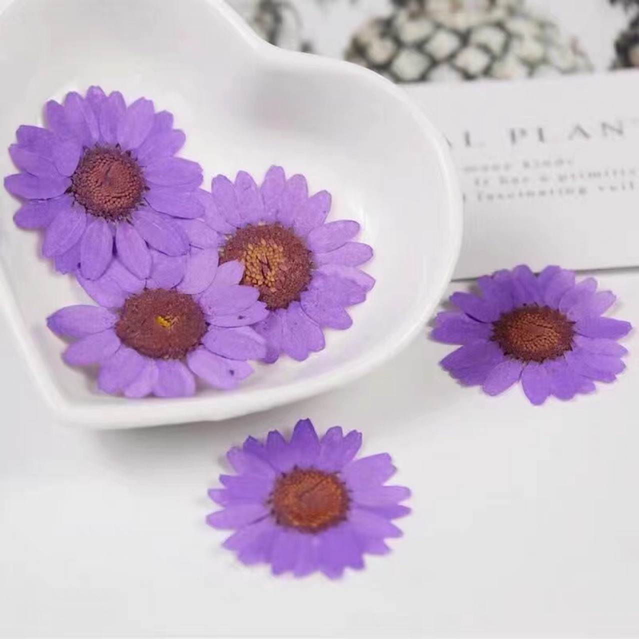 Dried Flower Embossed White Crystal Chrysanthemum Embossed Glue Crafts Handmade DIY Materials Plant Teaching Specimens Dried Flower Makeup