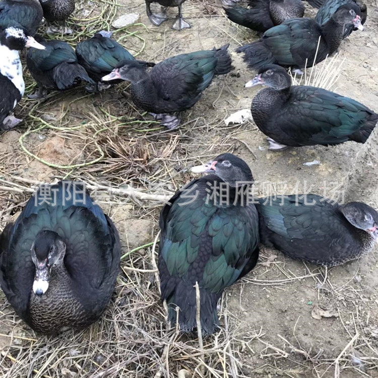 Black Duck Ducklings Are Sold at Factory Prices, Muscovy Ducklings, Flower Ducklings, Fire Ducklings, African Wild Goose Duck Meat Ducks, Native Ducklings Hatching