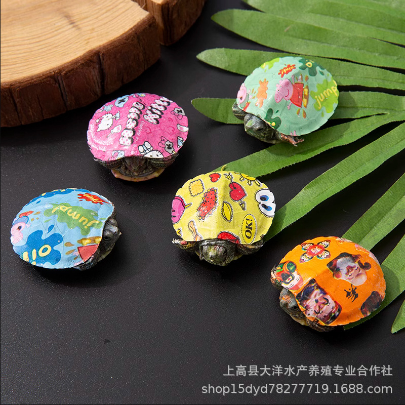 The stall wholesale colorful little turtle pet living creature color small grass turtle colorful viewing Brazilian turtle small color turtle