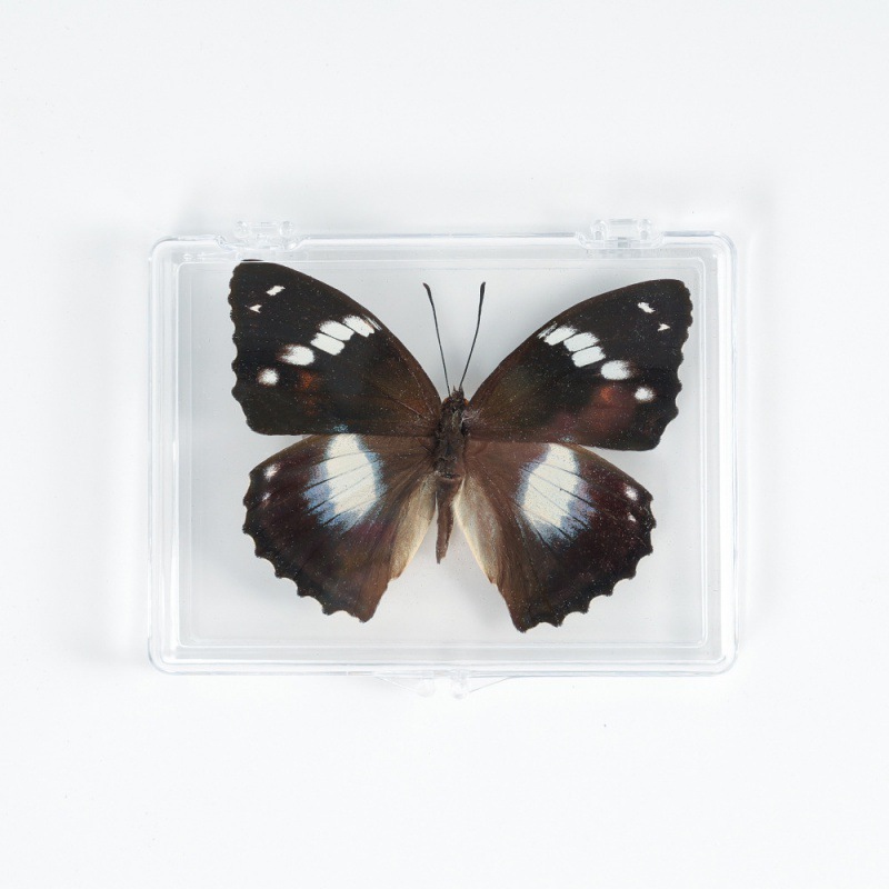 Real Butterfly Specimen Ornament Real Butterfly Insect Specimen Wings Student Creative Birthday Gift Transparent Box