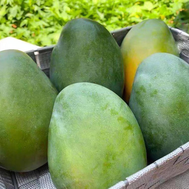 Authentic Panzhihua Kate Mango, Fresh Seasonal Tropical Fruit, Wholesale Single Fruit, Large 2kg Large-Faced Mango, One-Piece Dropshipping