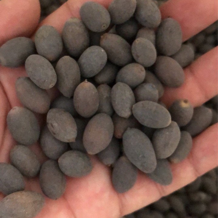 Four Seasons Flowering Bowl Lotus Seeds Hydroponic Plants Flowers Indoor Courtyard Fish Tank Aquatic Lotus Lotus Seedlings Lotus Water Lilies Potted Plants