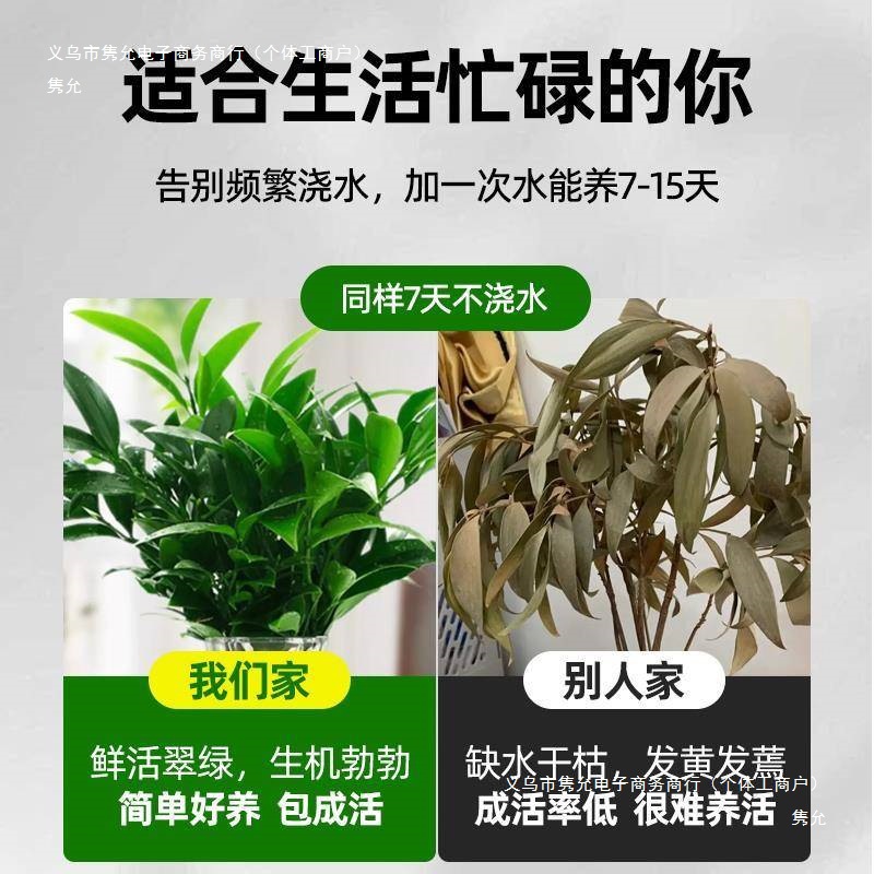 Hydroponic Mosquito Repellent Bamboo Tabletop Plant Potted Green Plant Indoor Flower Living Room Mosquito Repellent Plant Easy to Maintain Evergreen All Year Round