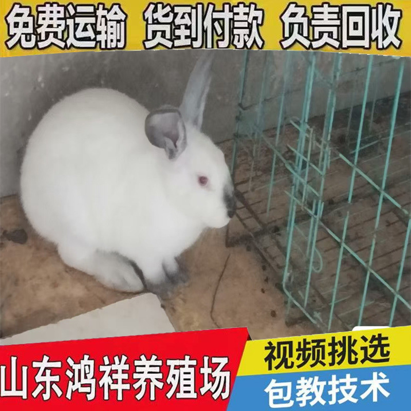 Shandong Direct Supply Live Rabbits Ira Meat Rabbit Package Technology Eight-Point Black Rabbit Price Hongxiang Meat Rabbit Breeding Base