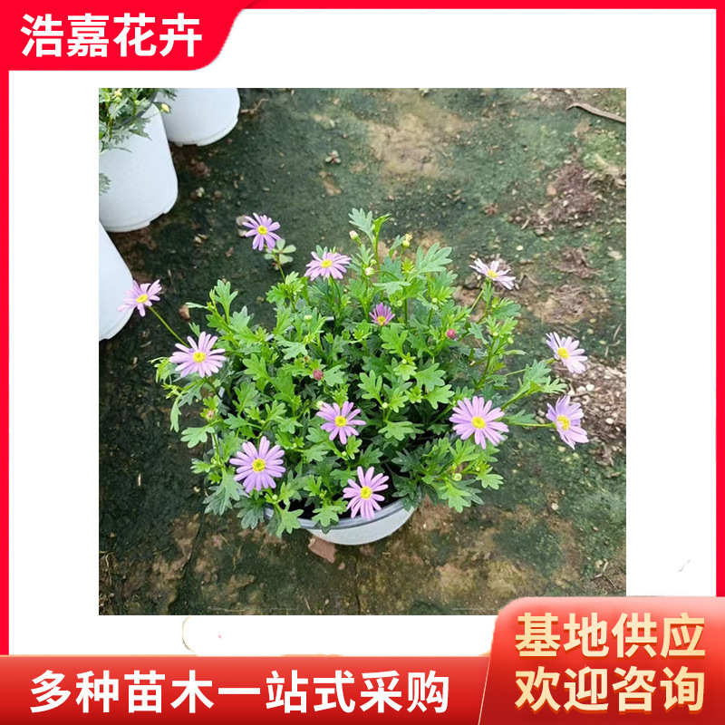 Thousand-Headed Chrysanthemum Potted Plant Blooms in All Seasons, Ji Xiaoju Ball Chrysanthemum, Ping-Pong Small Daisy Seedling with Flower Plant