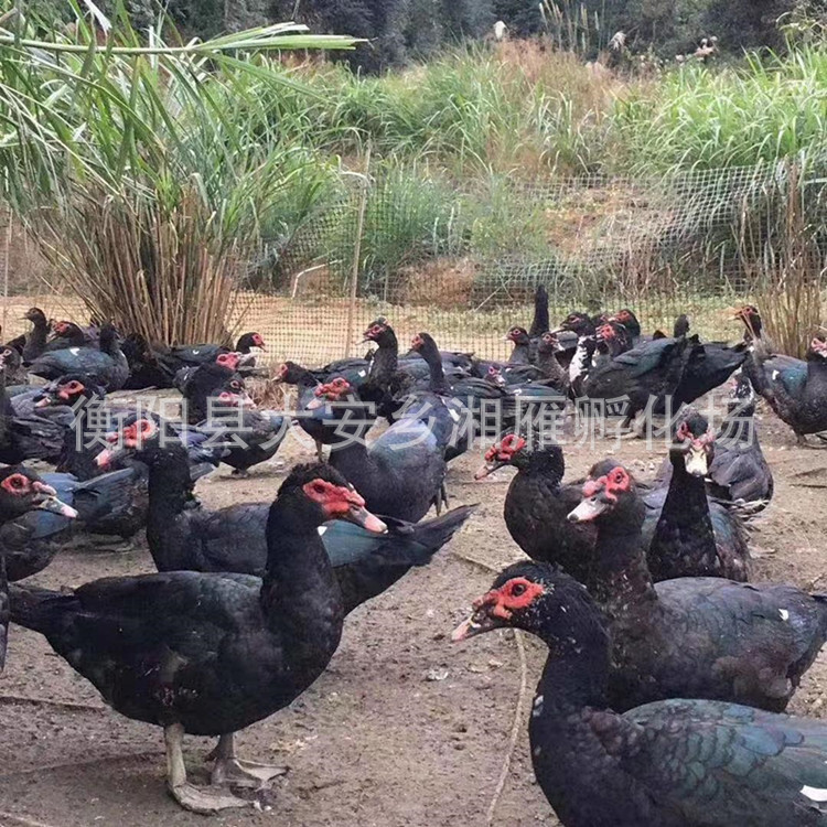 Black Duck Ducklings Are Sold at Factory Prices, Muscovy Ducklings, Flower Ducklings, Fire Ducklings, African Wild Goose Duck Meat Ducks, Native Ducklings Hatching