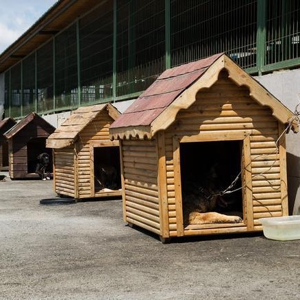 Customized Small Wooden House Coop Pigeon Cage Ostrich Shed Dog House Ranch Shed Solid Wood Cute Pet House Solid Wood Customization