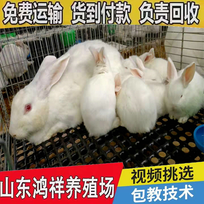 Производитель предлагает низкие цены на новозеландских мясных кроликов