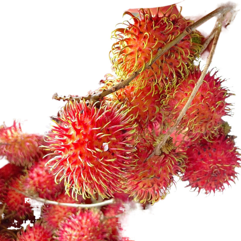 Rambutan Fresh Fruit, Lychee, Tropical Fresh Fruit, Guaranteed Compensation for Bad Fruits Picked Now