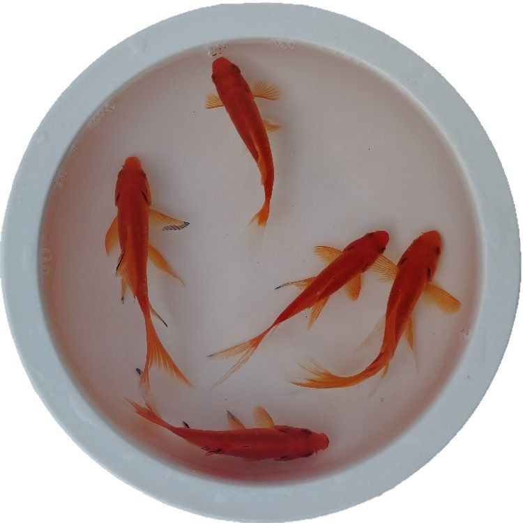 Small Live Goldfish, Small Ornamental Goldfish, Live Small Red Grass Goldfish, Wholesale Stall, Jar, Durable, Strong Ornamental Value