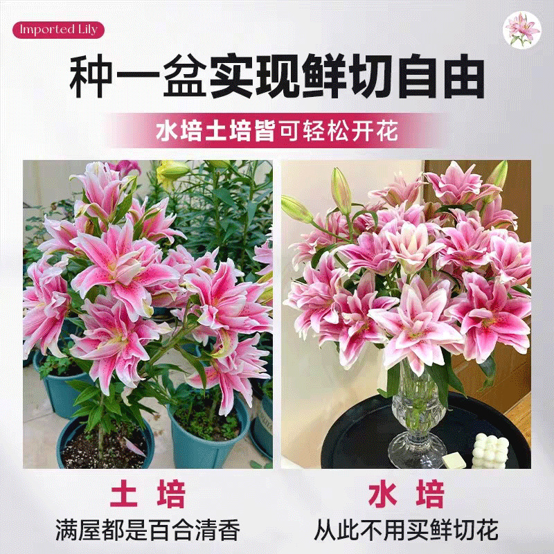 Double-Flowered Perfume Lily Bulbs Bloom in All Seasons with Buds and Strong Fragrance, Extra-Large Bulbs, Matching Huangtianba Lily Bulbs