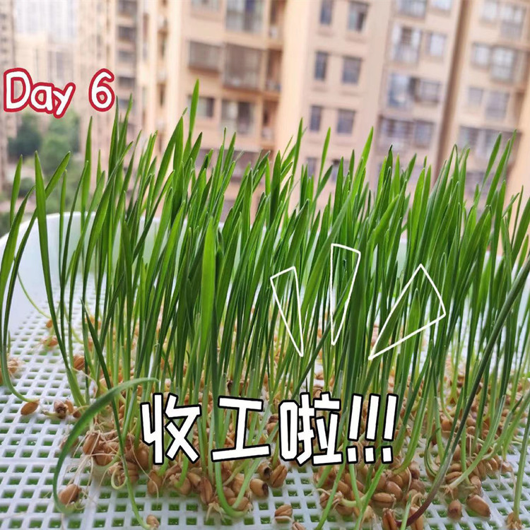 Cat Grass Seeds, Wheat Seeds, Sprouts, Barley Seedlings, Grass Seeds, Hydroponic Soil, Seedling Trays, Planting, Children's Toys