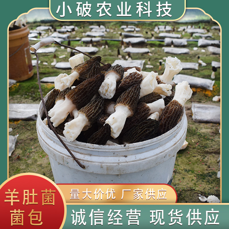 Сорта грибов сморчков, упаковки грибов, легкие в выращивании, оптовая продажа в наличии, гарантия качества, высокоурожайное выращивание, искусственное охлаждение.