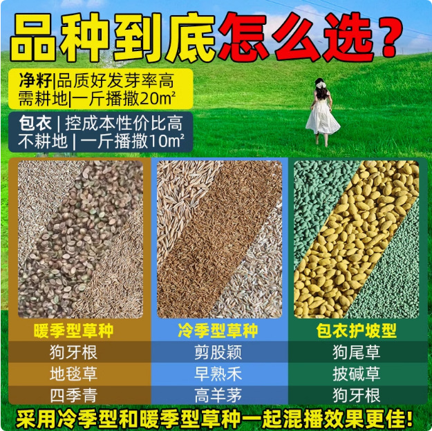 Lawn Grass Seeds, Evergreen Slope Protection, Bermudagrass, Courtyard Carpet Grass Seeds, Greening Manila Rye Turf