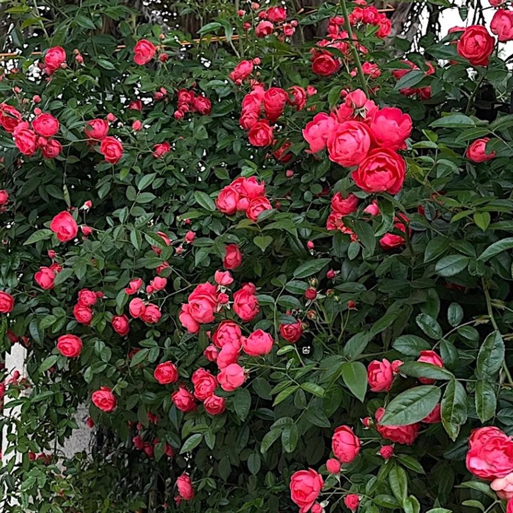Four-Season Mahogany Fragrant Climbing Plant Courtyard Climbing Wall Vine Flower Blooms in All Seasons