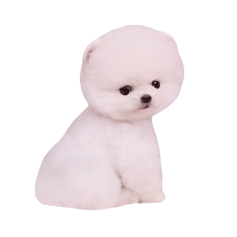 Purebred Pomeranian Puppy Internet Celebrity Teacup Dog Cute Mini Long-Live Pomeranian Pet Puppy Dog Live Animal