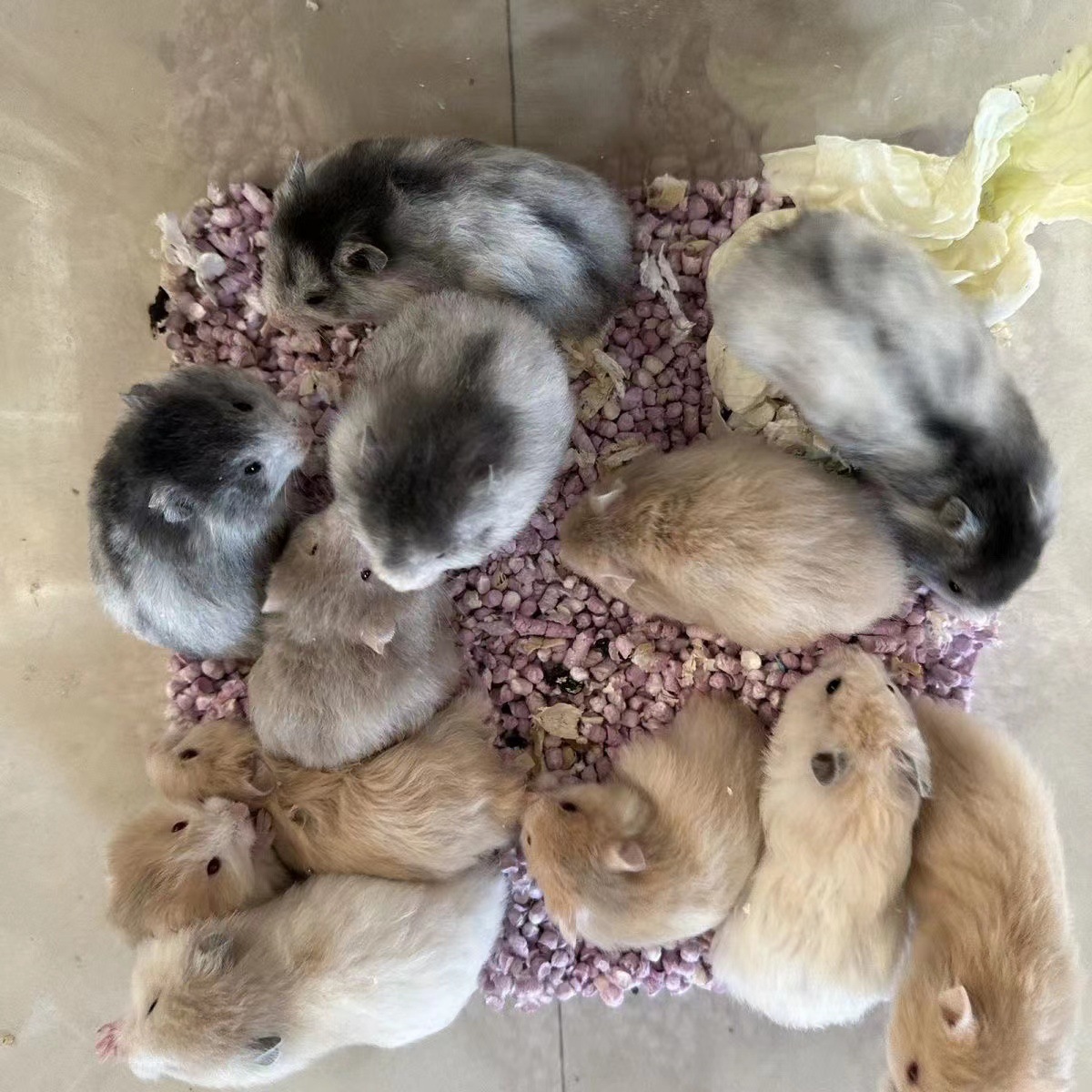 Domestic Hamster Live Animals Have Been Vaccinated, a Pair of Three-Line Golden Bears, Live Hamster Pets