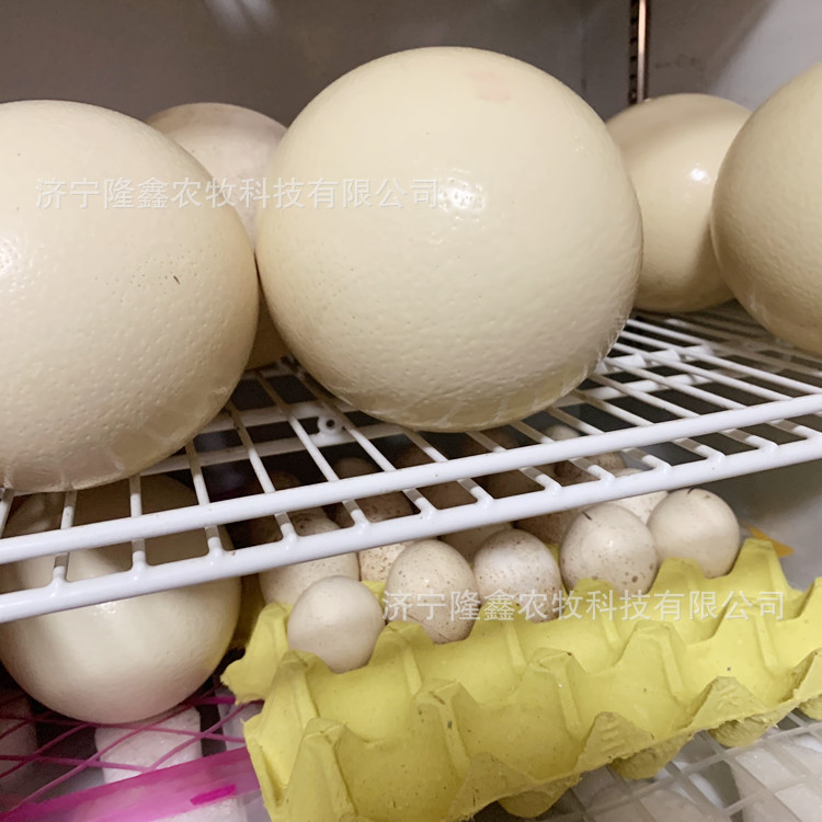Ostrich Live Sale Supply Scenic Spot Ornamental Adult Ostrich Egg Laying Ostrich Ostrich Egg Ostrich Seedling Price