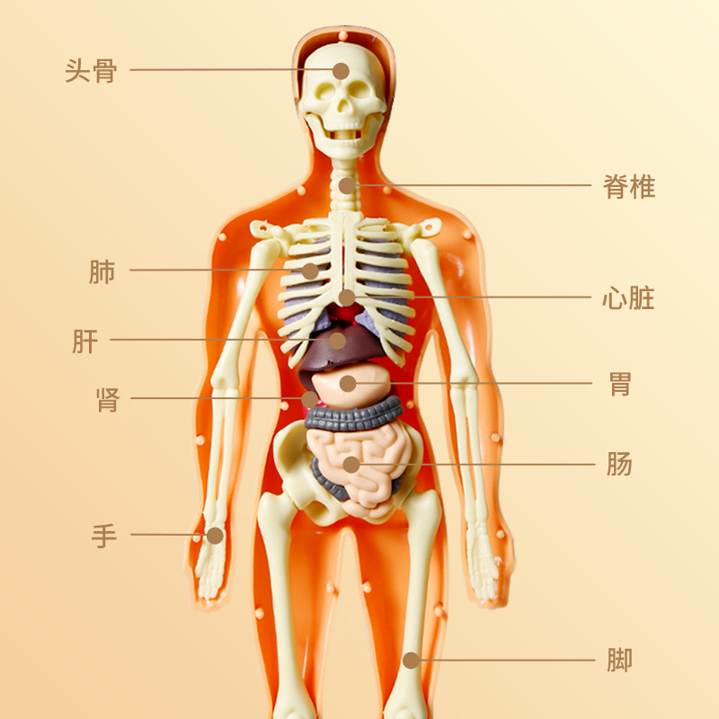 Mannequin children's toys stem cognitive science and education puzzle organ assembly skeleton structure manufacturers wholesale