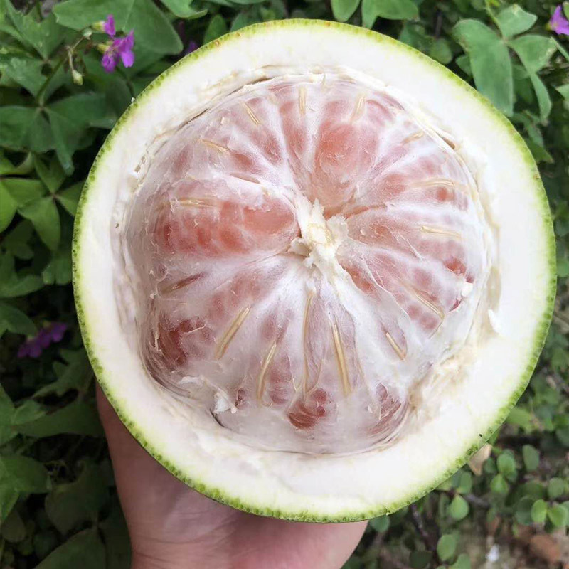 Thai Golden Pomelo, Emerald Red Heart Honey Pomelo, Xishi Honey Pomelo, Pure Sweet Fresh Fruit for Pregnant Women, Green Peel and Red Flesh Pomelo