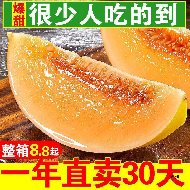 Sweet and Juicy Gansu Minqin Honeydew Desert Yellow River Honey Fruit Fresh Cantaloupe Seasonal Fragrant Melon