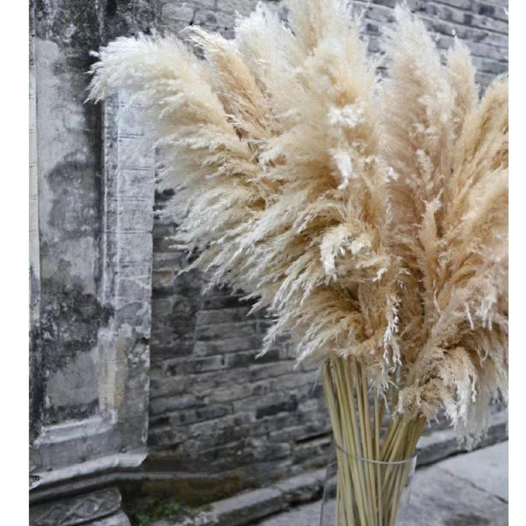 Dried Reed Dried Flowers Gray Hair Large Reed Dried Reed Wedding Decoration Nordic Wind Size Reed Dried Flowers Factory Wholesale