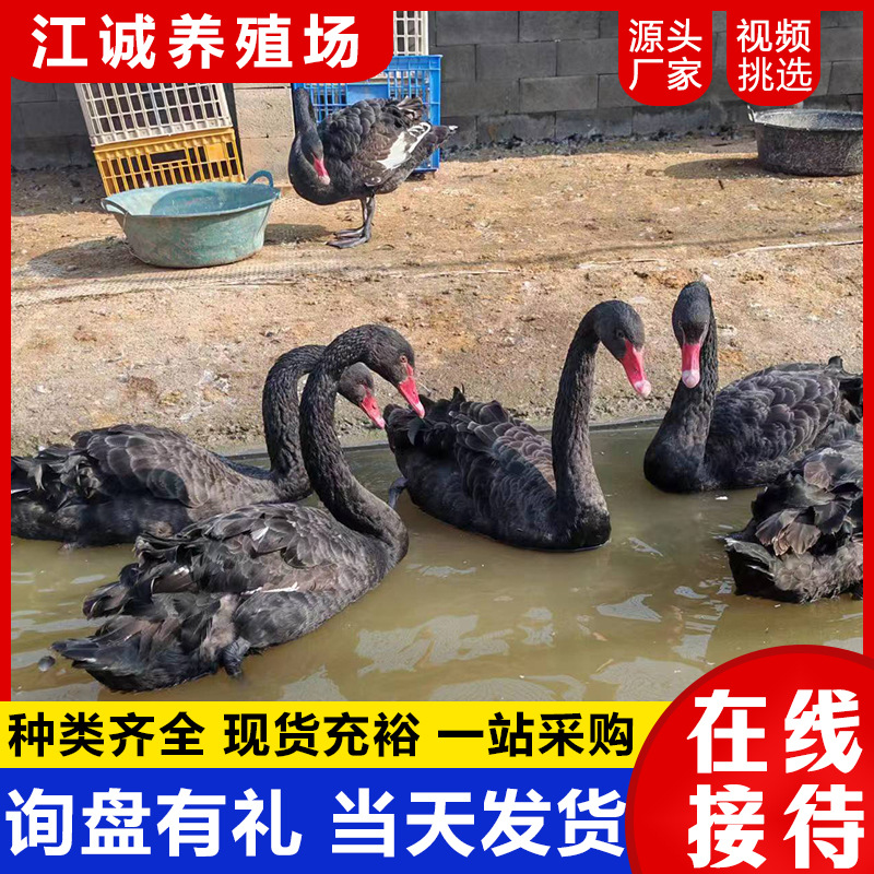 The Farm Sells Adult Ornamental Black Swans for Sale. How Much Do Purebred Black Swan Seedlings Cost? Black Swan Recycling