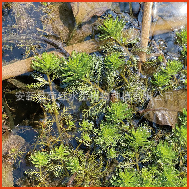 The Base Directly Supplies Various Aquatic Emergent Plants, Spiky Foxtail Algae, Water Quality Purification, Spiky Submersed Plants, and Package Planting