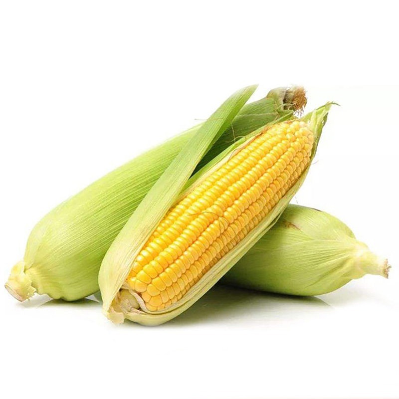 Zhongtian No. 9 Corn Seeds, Super Sweet and High-Yielding Fruit Corn Seeds, Crisp, Sweet and Waxy Spring and Summer Hybrid Seeds