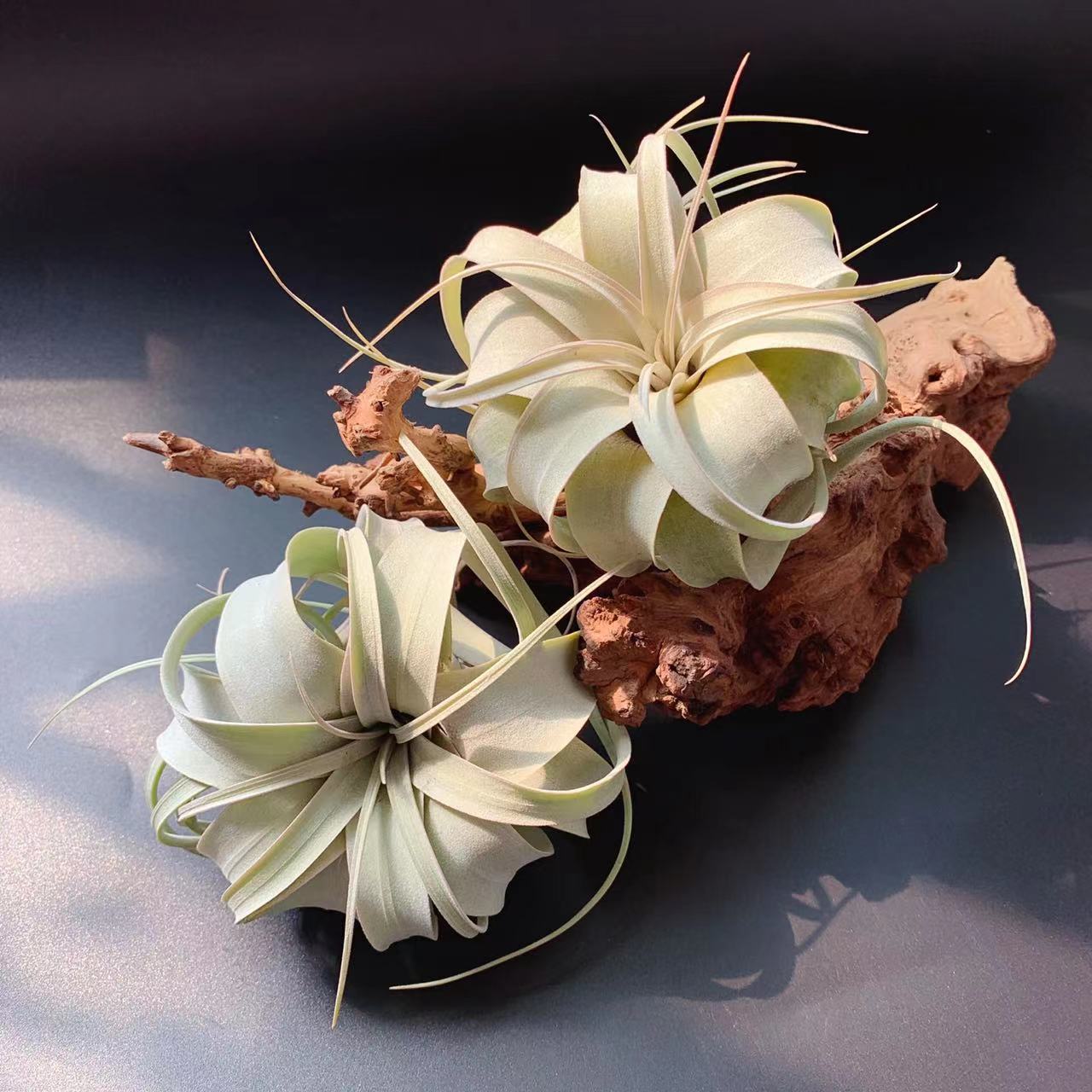 Rolling Leaf Overlord T. Xekographica - Base Straight Hair Air Pineapple Soilless Plant Tillandsia Wholesale