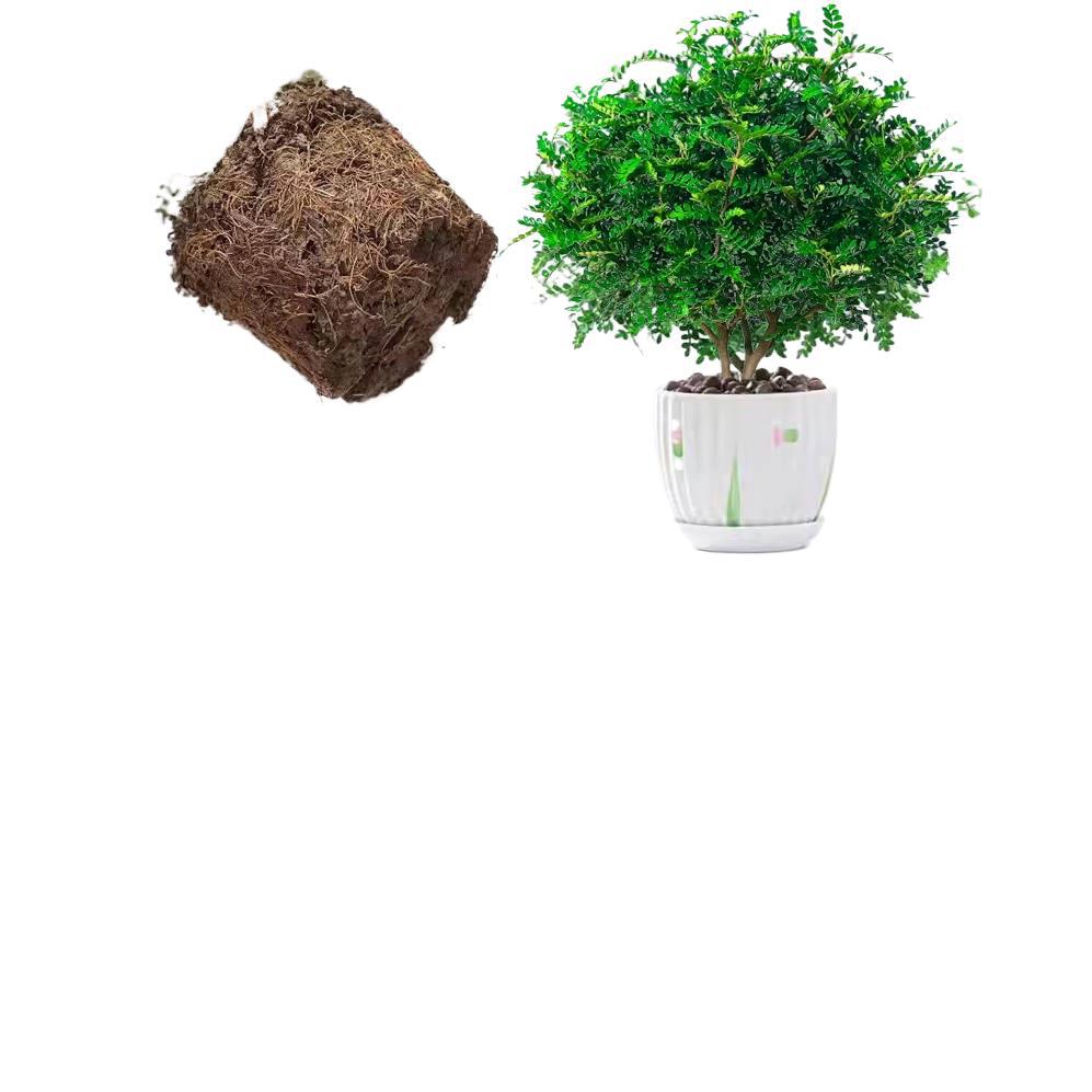 Fragrant Pepperwood Potted Florals Indoor and Outdoor Mosquito Repellent Plants Saplings Old Pile Bonsai Jili Fragrant Green Plants