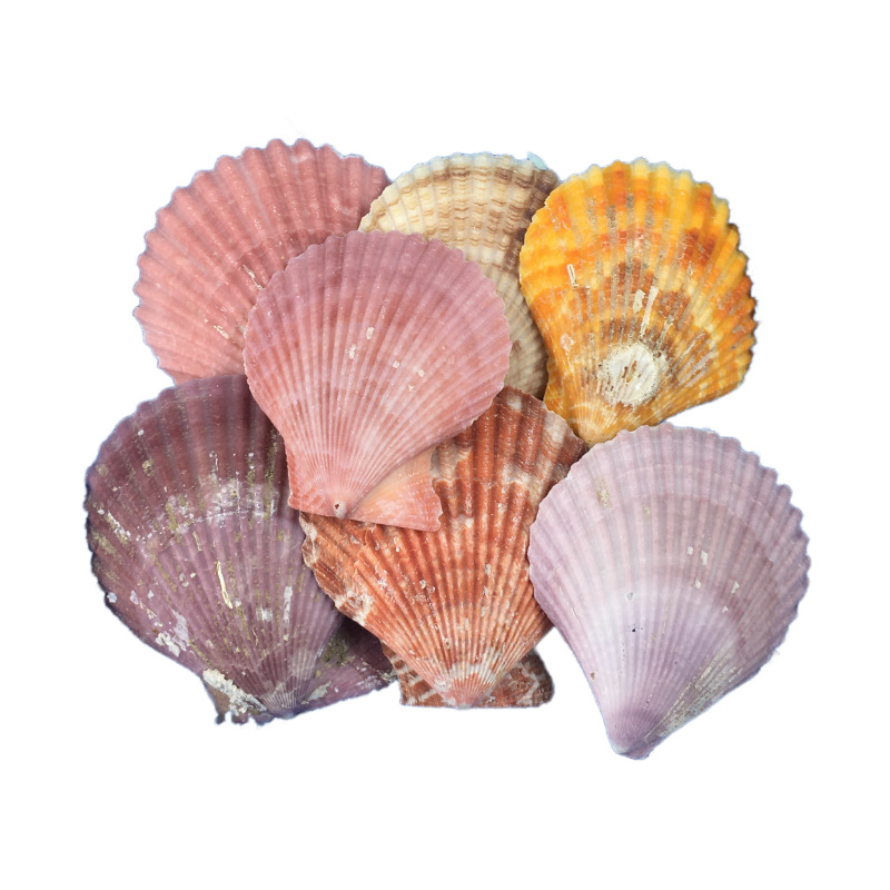 Shell Conch Dongfeng Snail DIY Glue Enclosure Crafts Production Materials DIY Marine Products