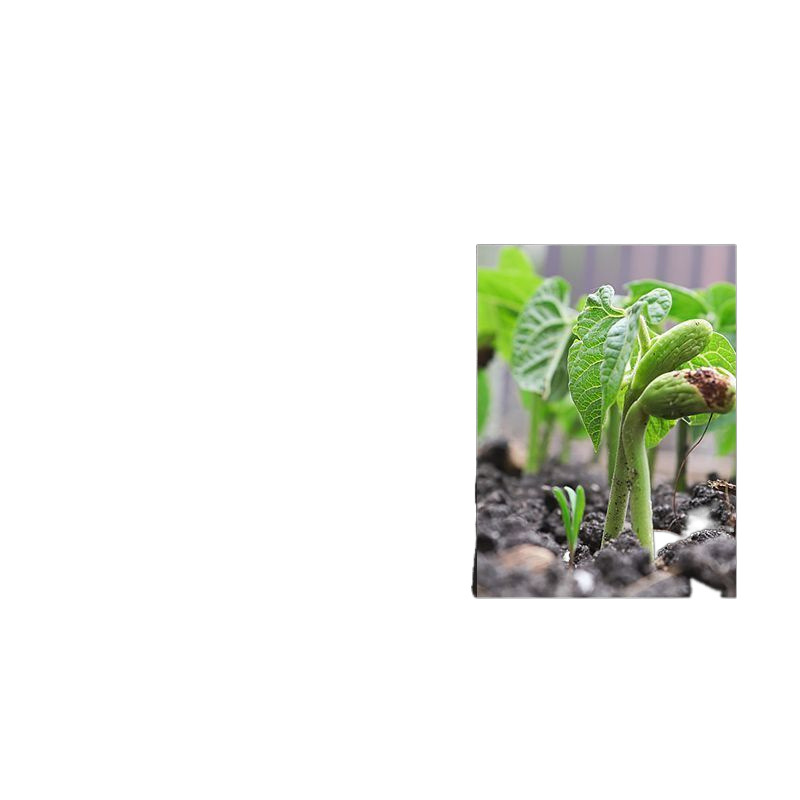 Chenzhou Island Soil Moisture Detector Acidity pH Tester Illuminated Flowers and Plants Pot Land Acid Pen Plants