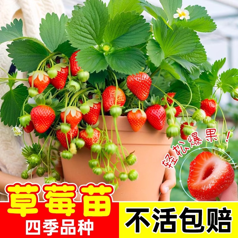 Саженцы клубники, плодоносящие в любое время года, клубника в горшках, 99 саженцев клубники, кремовые саженцы, крупные альпийские саженцы клубники