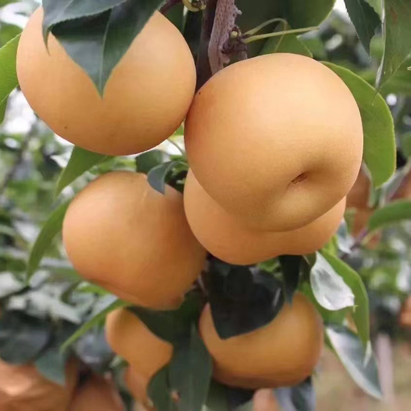 Yantai Qiuyue Pear's Own Orchard Fresh Fruit Picking Fengshui Nanwater Pear Fruit Crisp and Sweet One Piece Wholesale