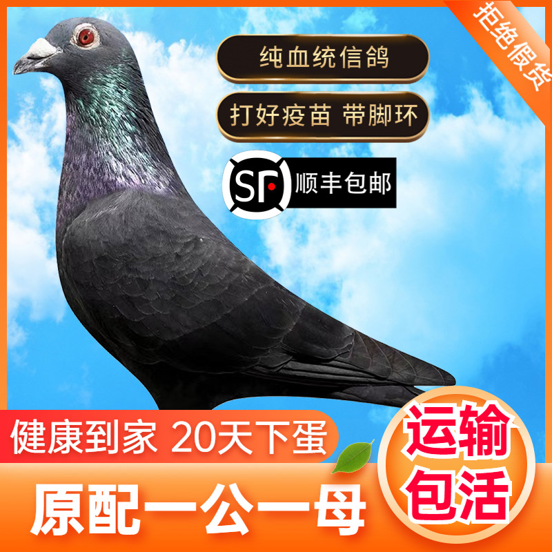 Pair of Live Ornamental Pigeons, Racing Pigeons, Young Pigeons, Live Original Breeding Pigeons, Bloodline
