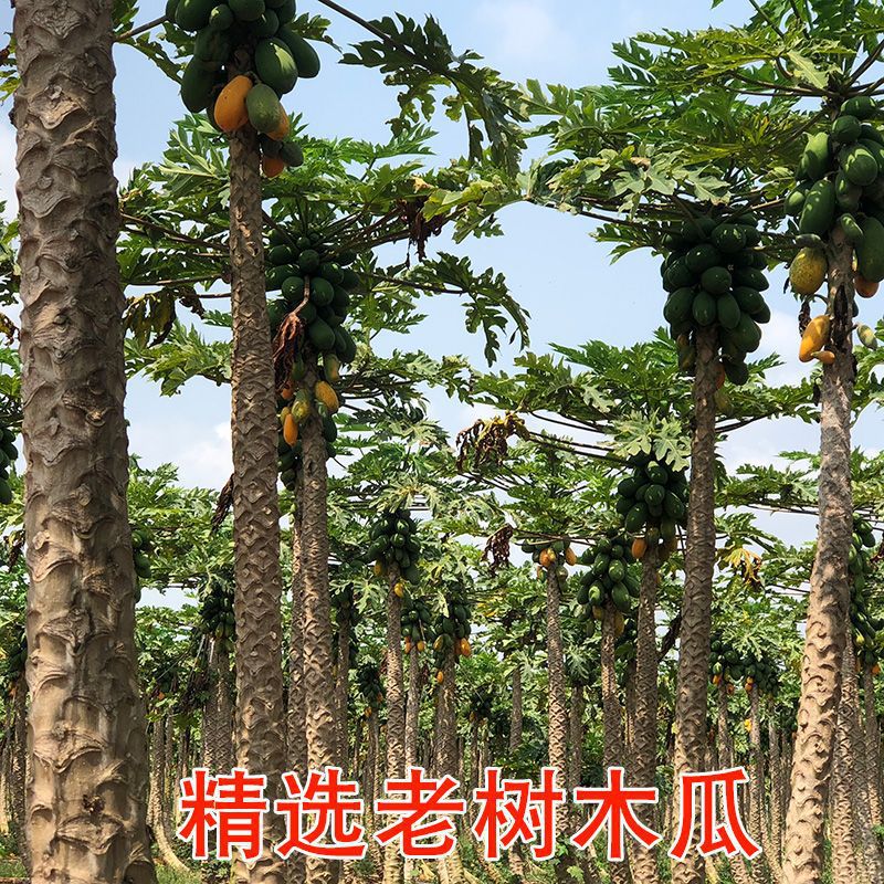 Red Heart Papaya Tree Ripe Leizhou Rock Sugar Fresh Fruit Freshly Picked Free Shipping Direct from the Place of Origin Free Shipping