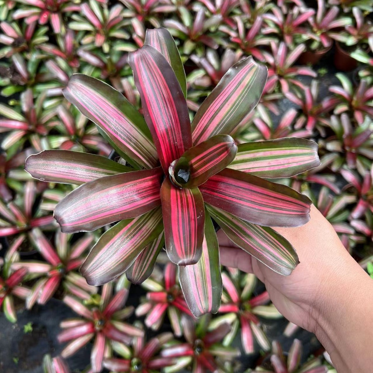 Water-Filled Pineapple Ji Pineapple Mini Small Group Rainforest Water and Land Ecological Tank Landscaping Water-Filled Pineapple Wholesale