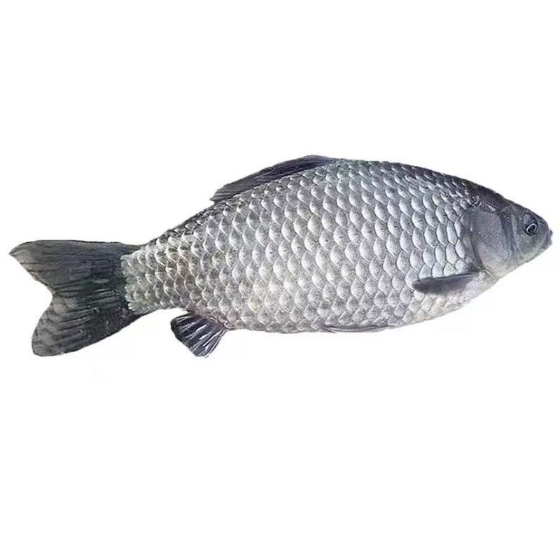 Crisp Crucian Carp Live Fish Fry for Freshwater Aquaculture, Edible Zhongke No. 5 Large Variety Project Cloud Crucian Carp, Golden Crucian Carp, Native Crucian Carp Fry
