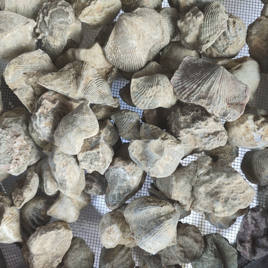 Shiyan, Shuifei Shiyan, Shiyanzi, Yanzishi, Chinese Herbal Medicine Shiyanzi, Large Quantity and Excellent Quality, Various Cold Backs