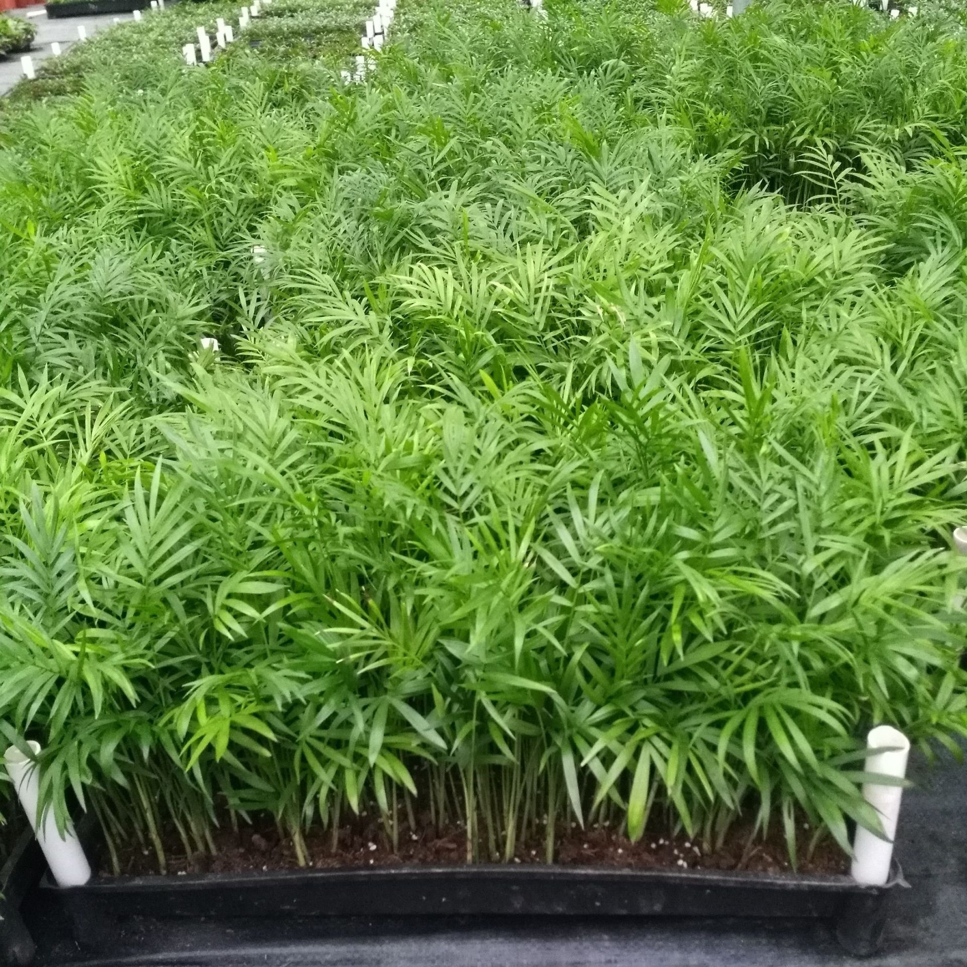 Source Manufacturers Long-Term Large Supply of Green Plants Pocket Coconut Landscaping Flower Seeds Seedlings Wholesale