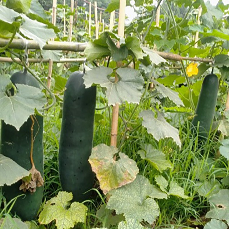 Extra-Large Giant Black-Skinned Winter Melon Seeds That Crawl All over the Ground, Large-Yielding Large Winter Melon Seeds, Four-Season Spring Potted Vegetable Seeds