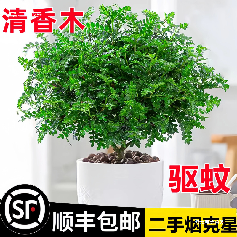 Ароматные растения в горшках для отпугивания комаров, для балкона и дома