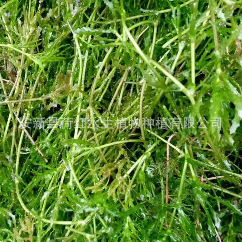 Supply of Submersed Plants, Aquatic Plants, Small Duckweed, Water Quality Purification, Water Body Greening, Duckweed Manufacturer Sales