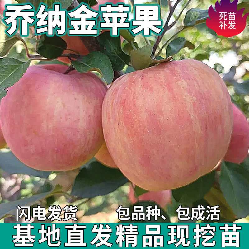 Дропшиппинг саженцев яблони Jonagold для посадки в северных и южных садах, комнатные карликовые саженцы с крупными плодами