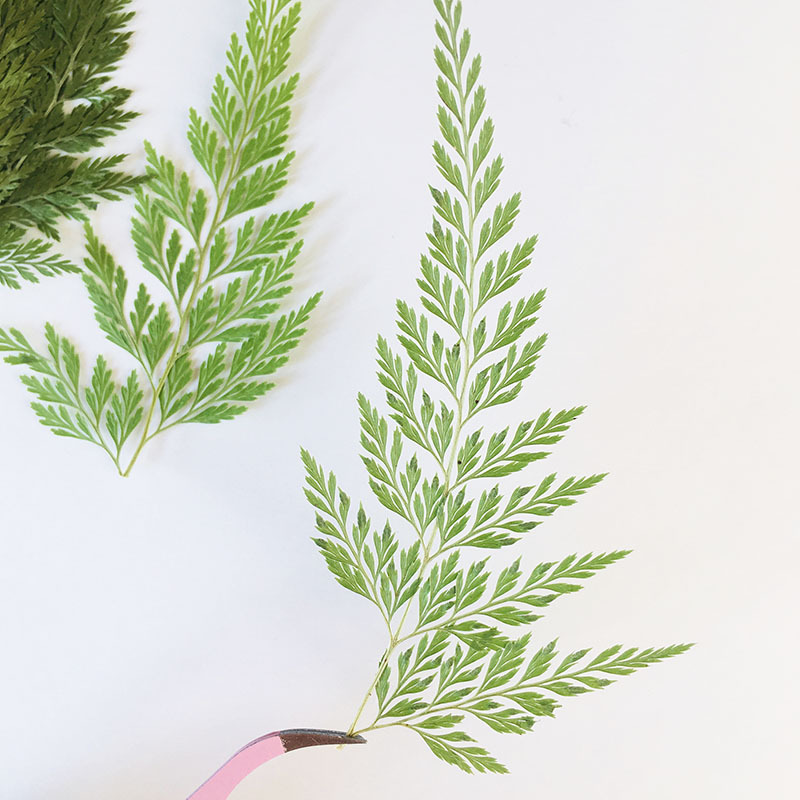 Green Black Fern Plant Specimen Kindergarten Handmade Leaf Sticker Mobile Phone Shell Baffle Table Lamp Dropping Glue Dried Flower Embossing